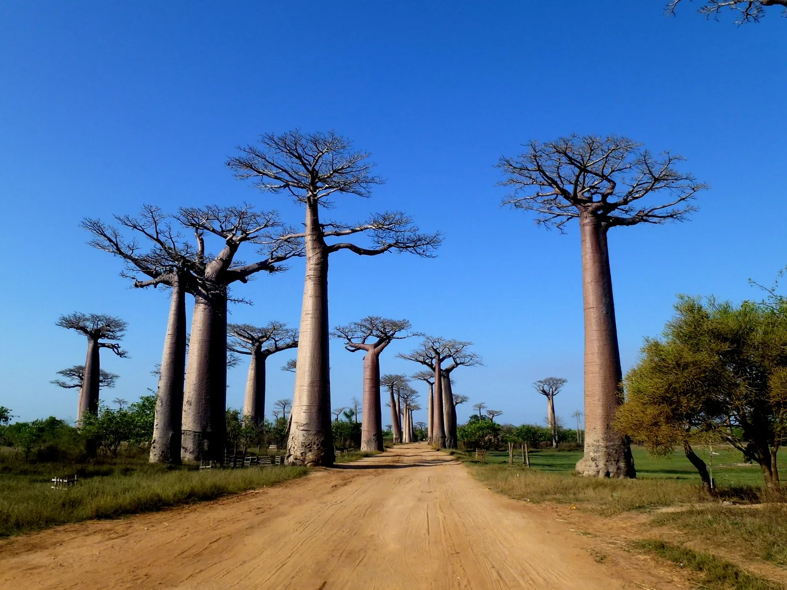 baobab avenue morondava madagascar panoramio
